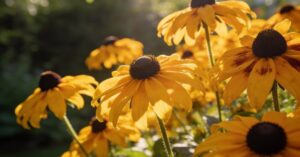 Rudbekia uprawa: kompleksowy przewodnik po sadzeniu i pielęgnacji