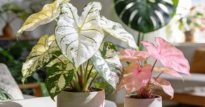 Zroślicha odmiany: przewodnik po pielęgnacji tej rośliny syngonium