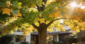 Tulipanowiec po 10 latach: Liriodendron tulipifera i odmiana Aureomarginatum