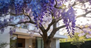 Paulownia po ilu latach kwitnie? Uprawa cesarskiego drzewka szczęścia