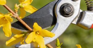 Kiedy przycinać forsycje, by krzew zakwitnął wieloma kwiatami?