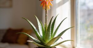 Kwitnący aloes w domu: jak pielęgnować tę roślinę, by zakwitła?