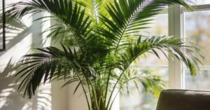 Jak dbać o palmę doniczkową? Pielęgnacja i uprawa palm w domu