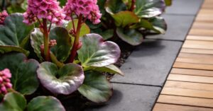 Bergenia sercowata: praktyczny poradnik uprawy w Twoim ogrodzie