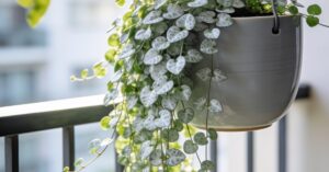 Dichondra ile sadzonek do doniczki, by stworzyć srebrzysty balkon?