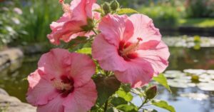 Hibiskus bagienny: uprawa krok po kroku – solidny poradnik dla każdego